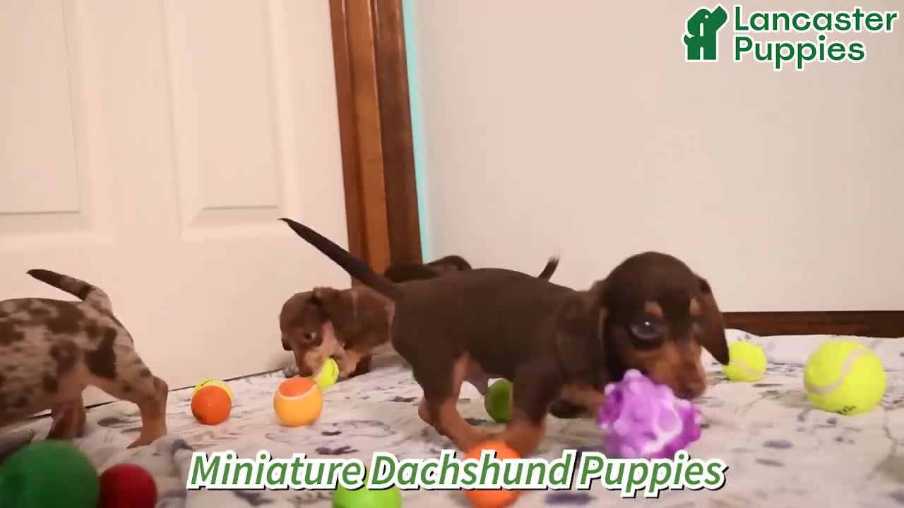 Miniature Dachshund dogs for sale: Indy - Video 1