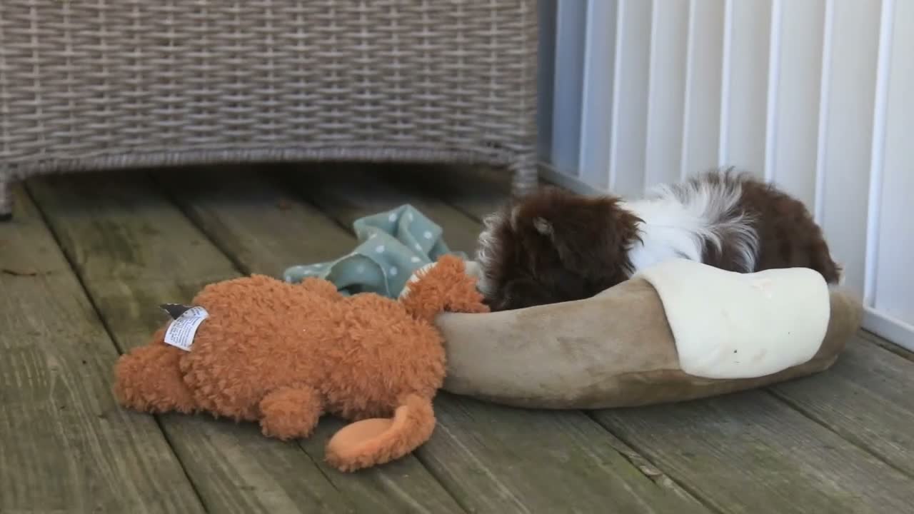 Havanese dogs for sale: Sherlock Havanese  - Video 1