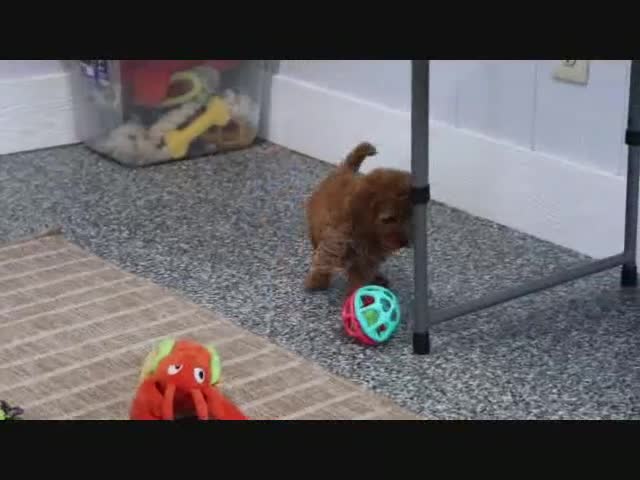 Mini Goldendoodle dogs for sale: Fallon - Video 2