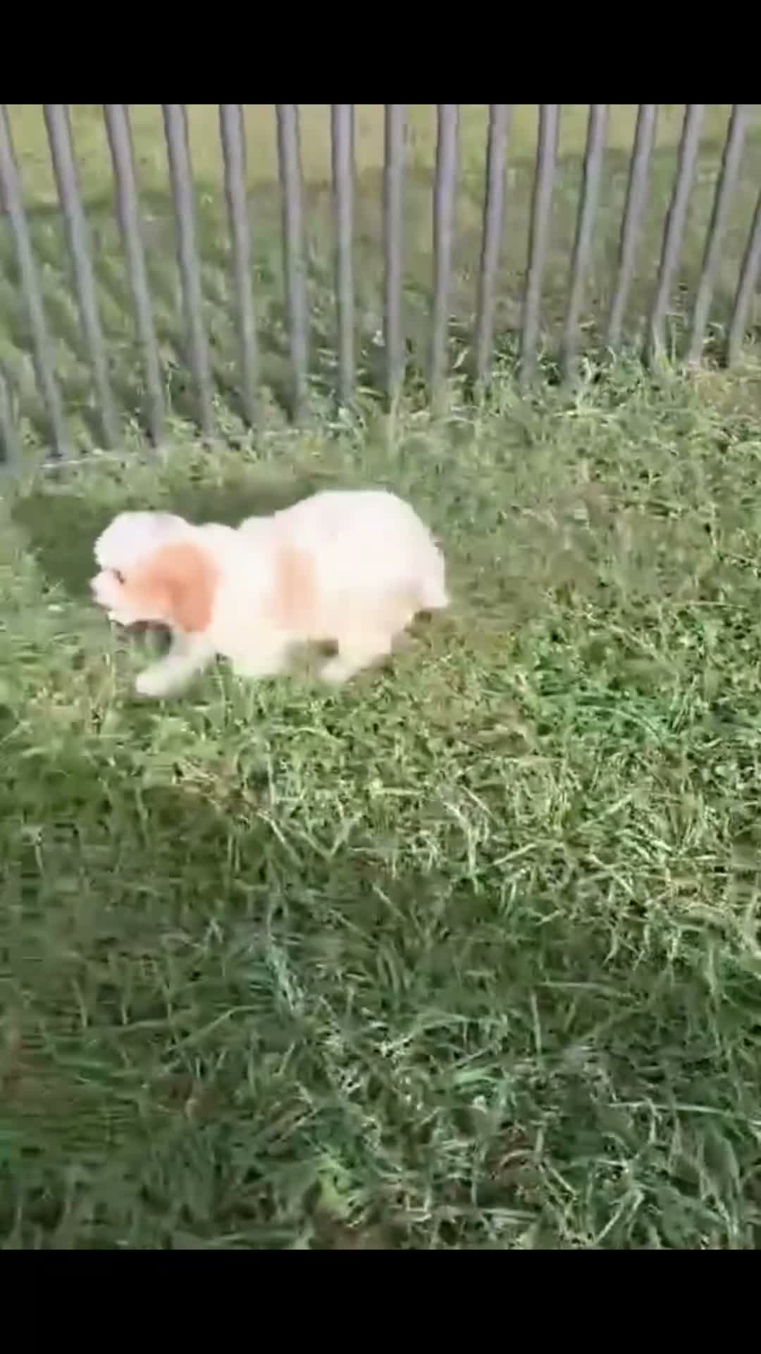Cavapoo dogs for sale: Vex - Video 1