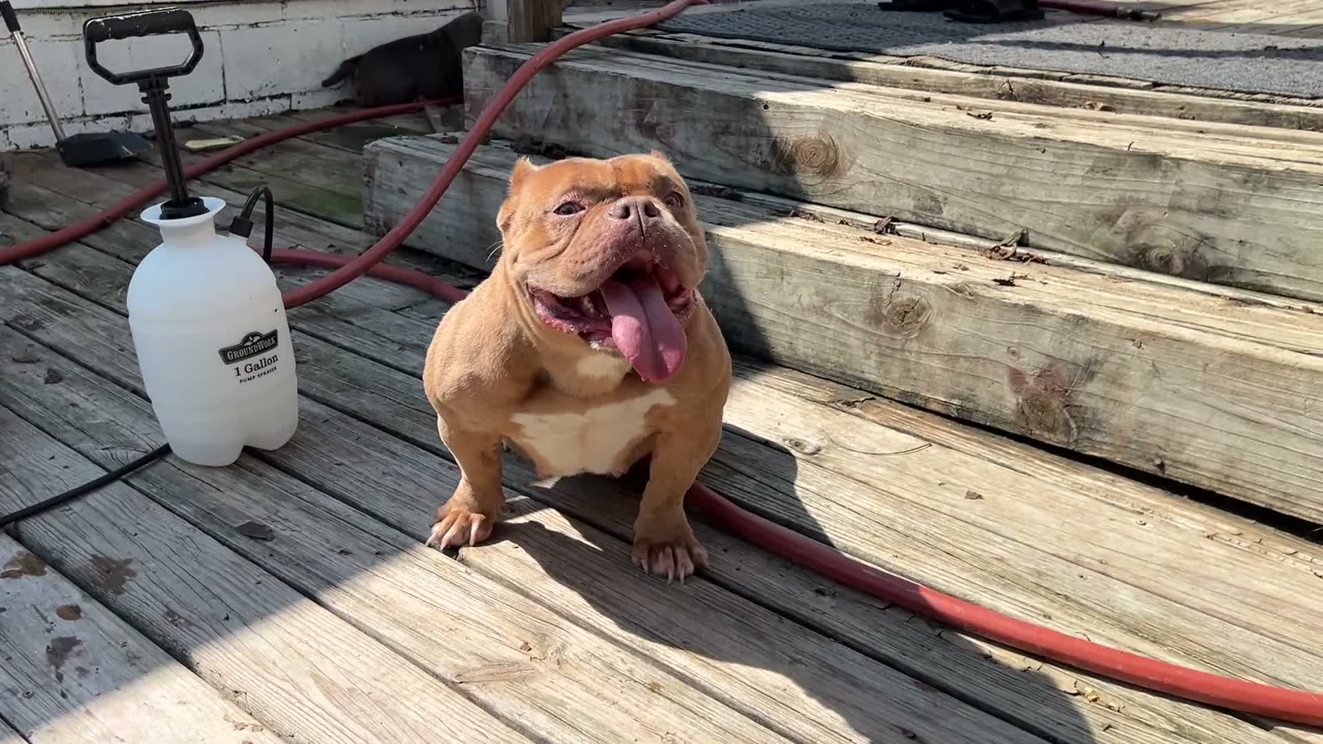 American Bully dogs for sale: Saweetie - Video 2