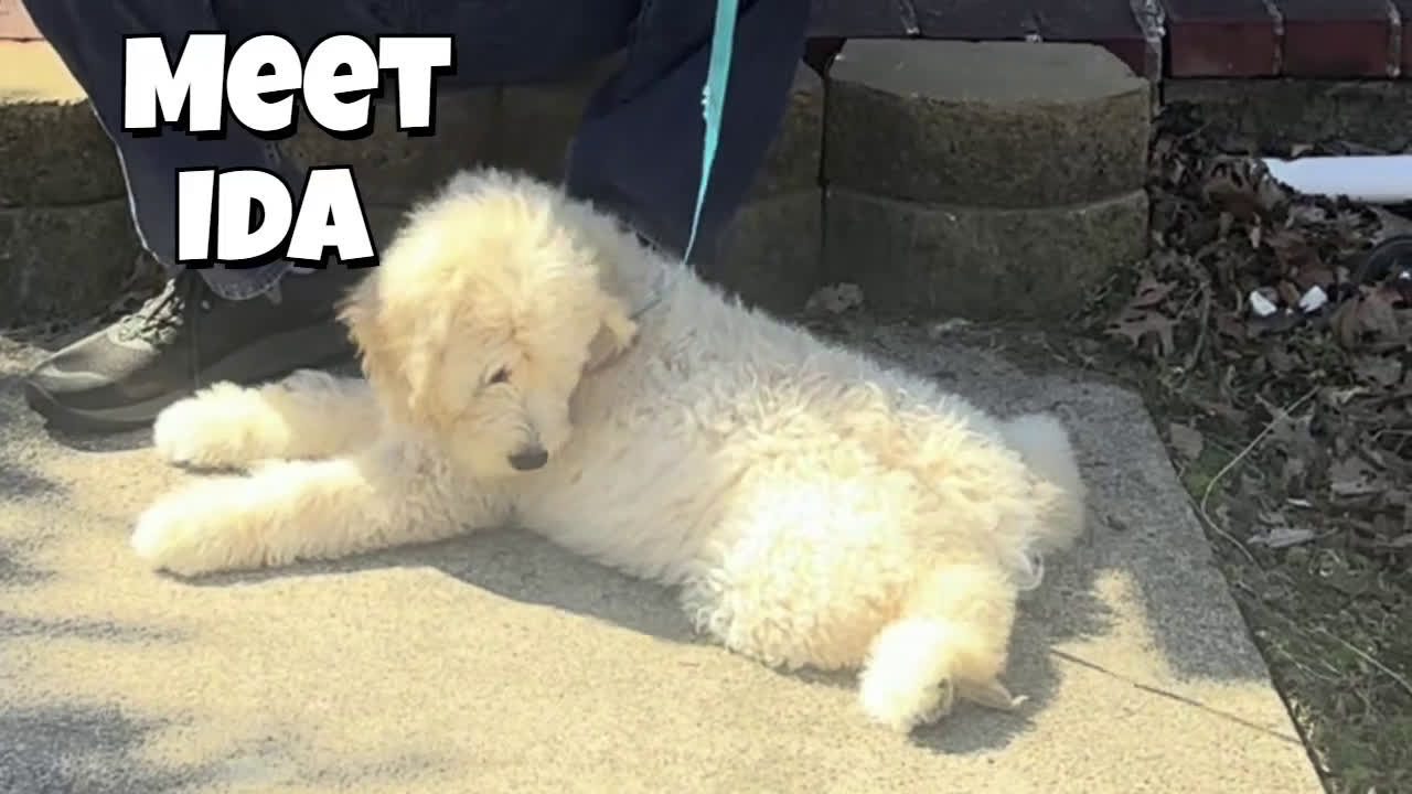 Mixed Breed dogs for sale: Ida - Video 1