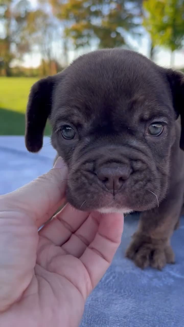 Beabull dogs for sale: Amber - Video 1
