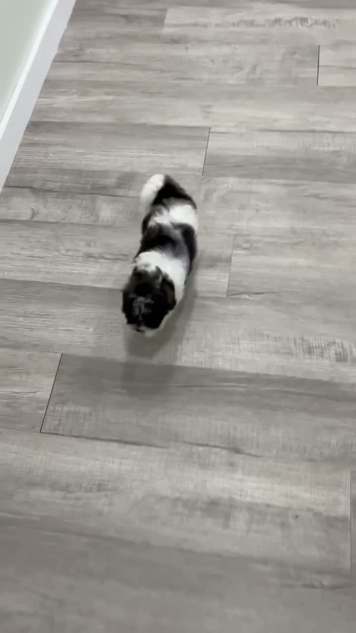 Shihpoo dogs for sale: Muffin - Video 1