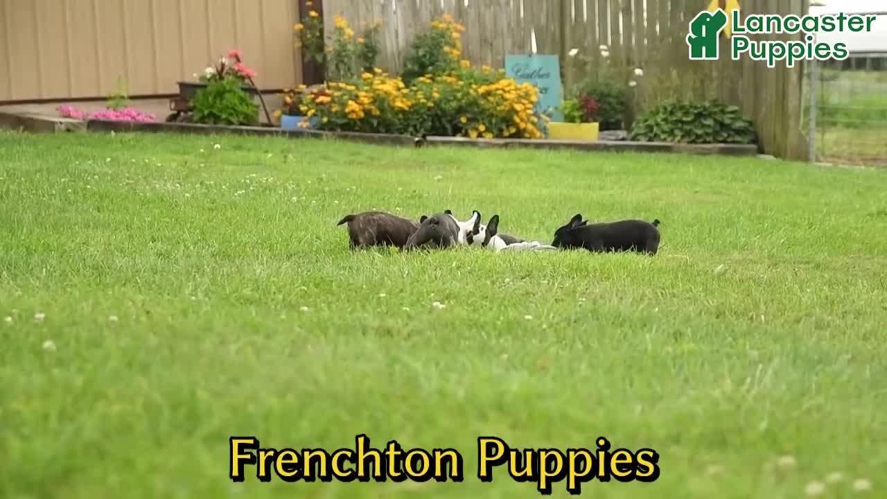 Frenchton dogs for sale: Dylan - Video 1