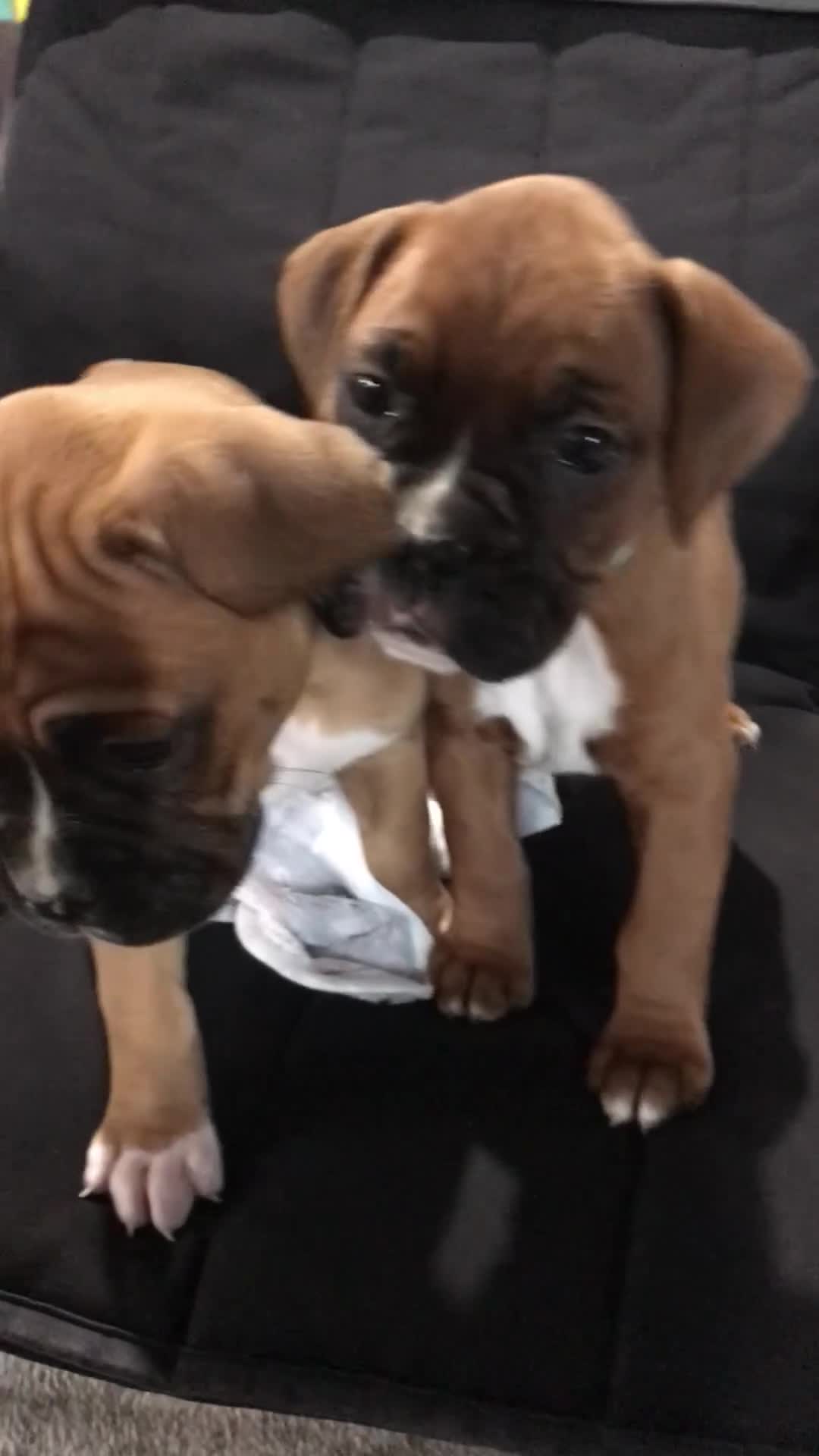 Boxer dogs for sale: Boxer Puppy 4 - Video 1