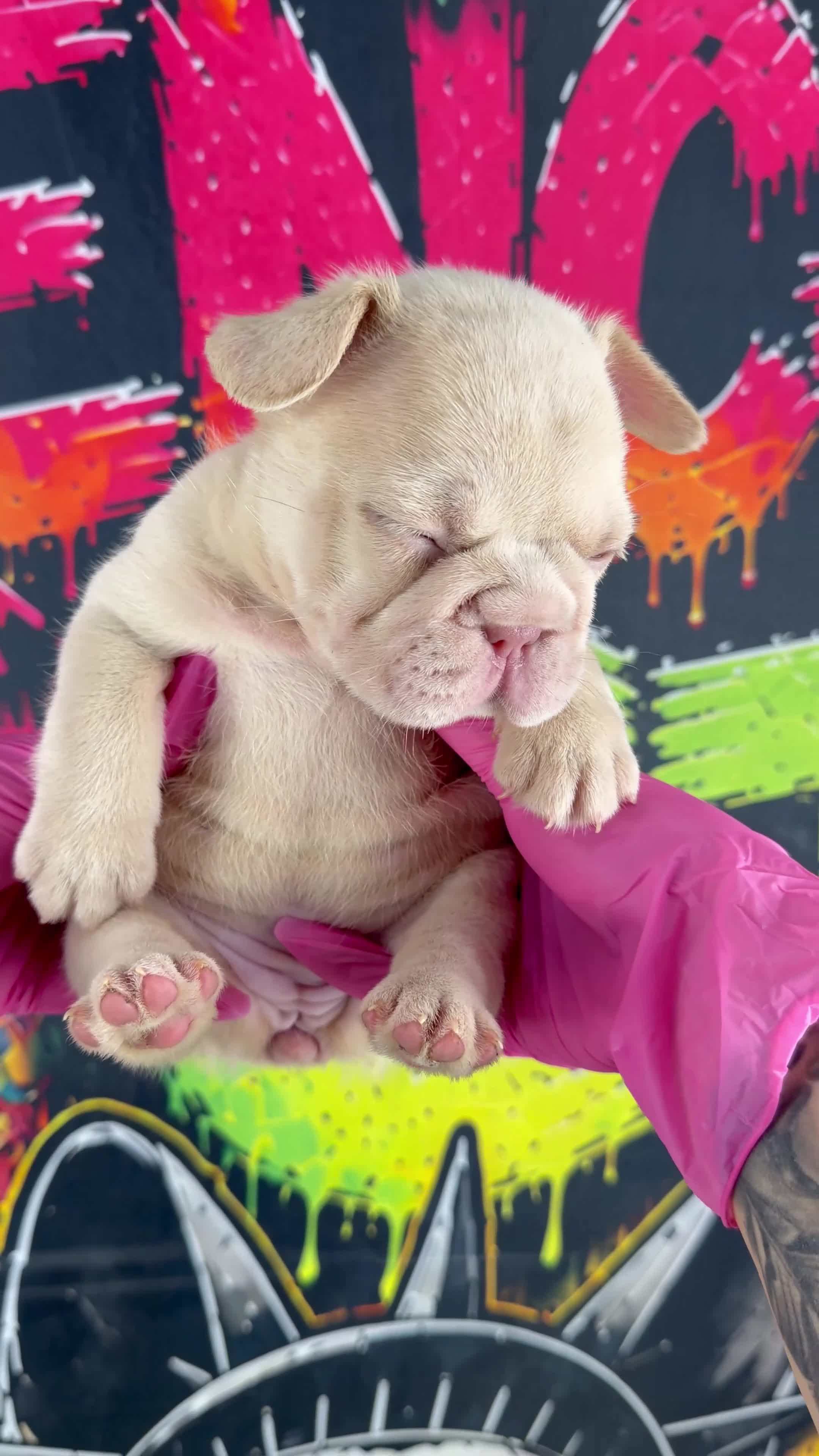 French Bulldog dogs for sale: Cherry - Video 1