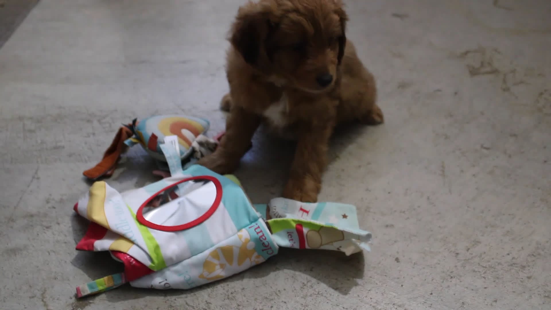 Mini Aussiedoodle dogs for sale: Mini Aussiedoodle Puppy 1 - Video 1