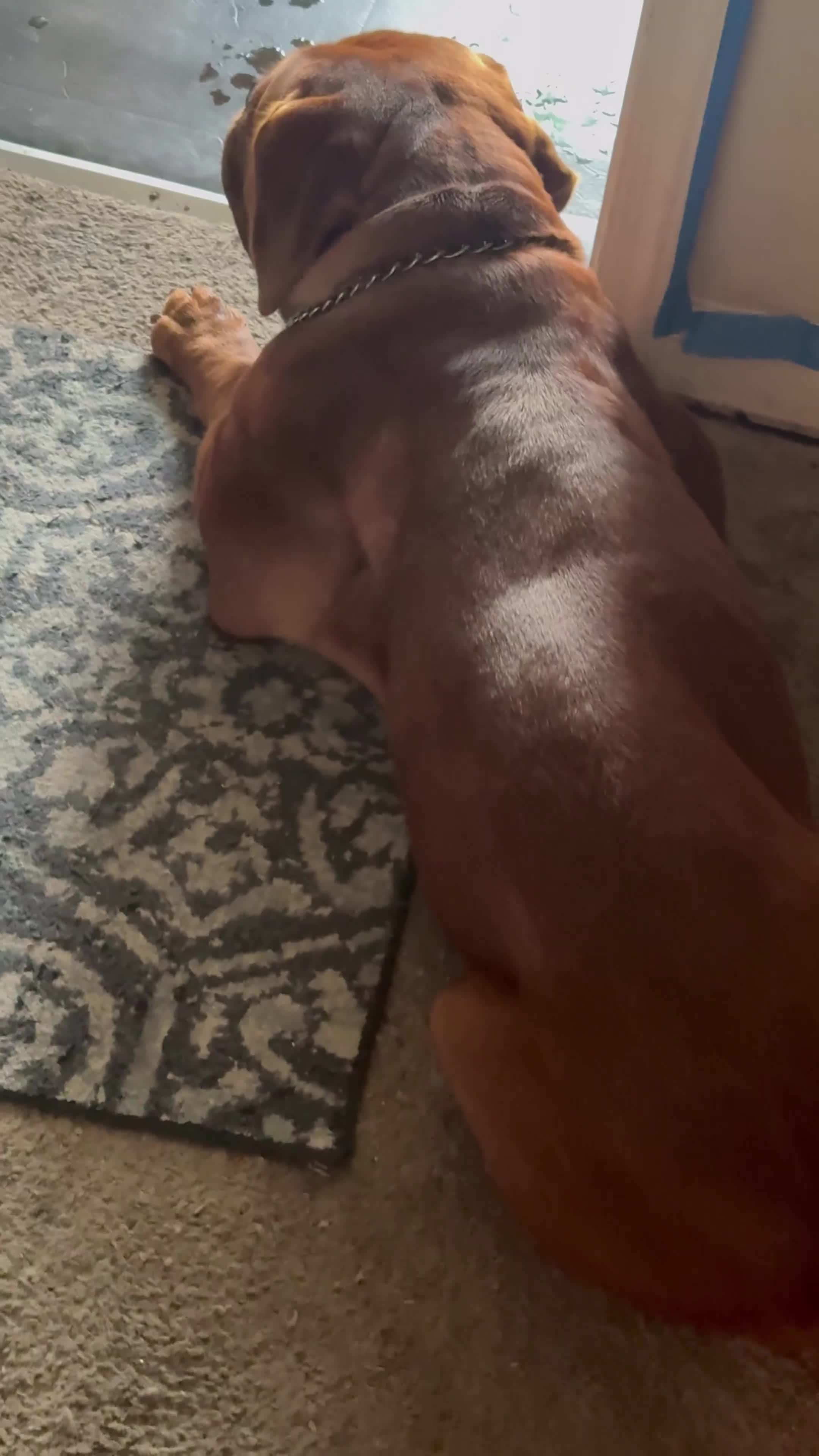 Dogue De Bordeaux dogs for sale: Dogue De Bordeaux Puppy 6 - Video 2