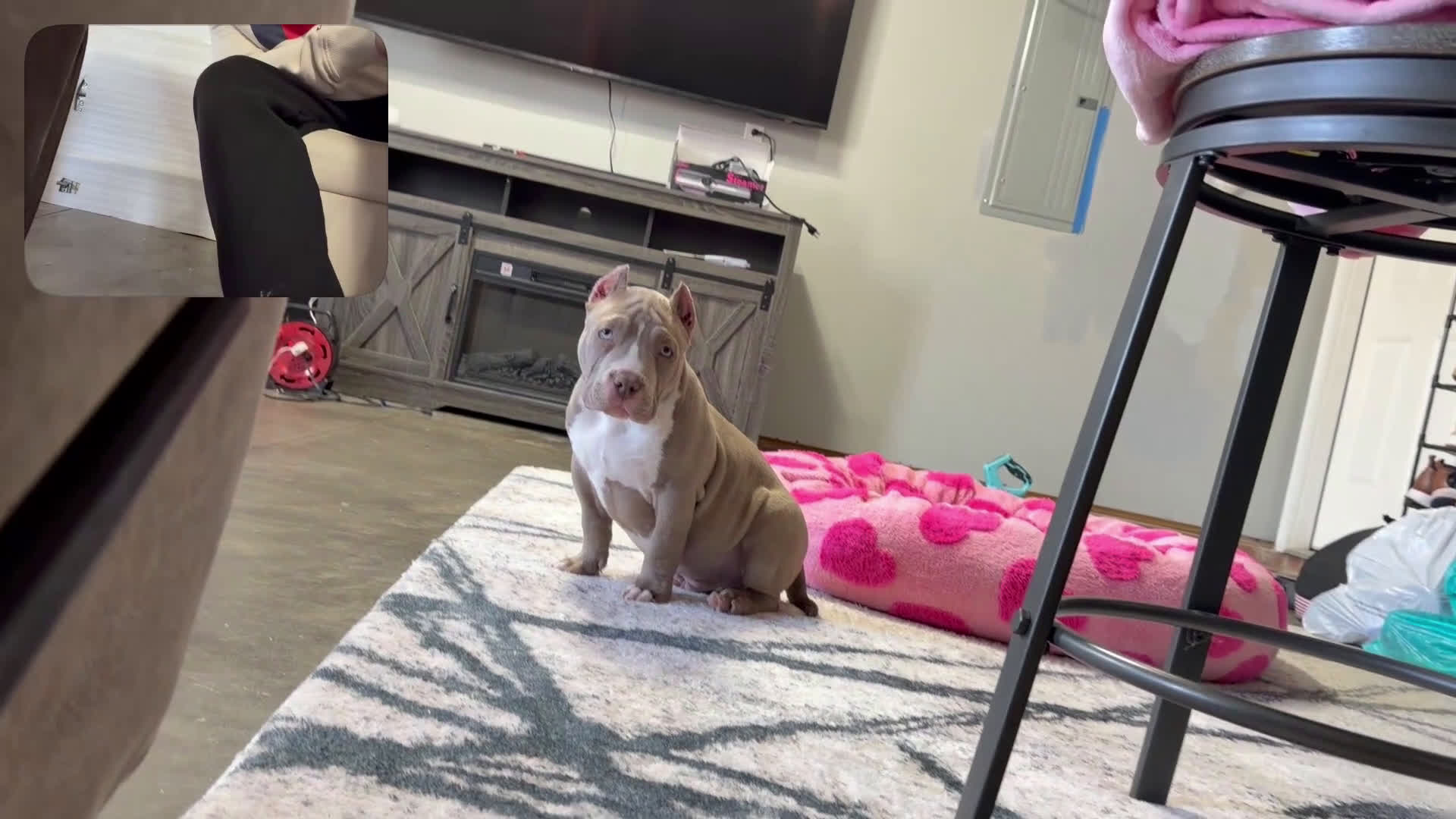 American Bully dogs for sale: Ace - Video 1