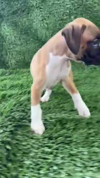 Boxer dogs for sale: Maci - Video 1