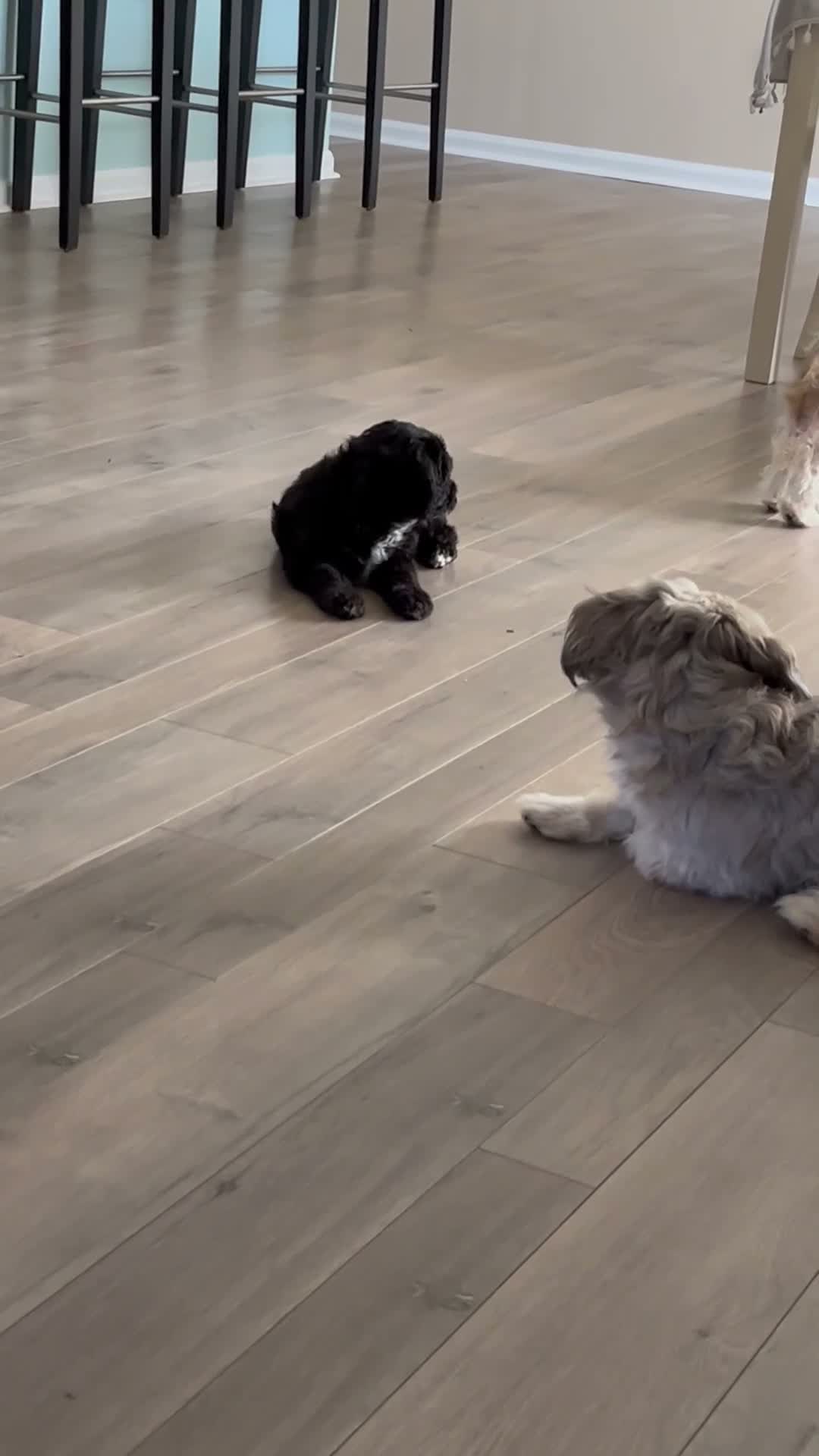 Shihpoo dogs for sale: Shihpoo 1 - Video 1
