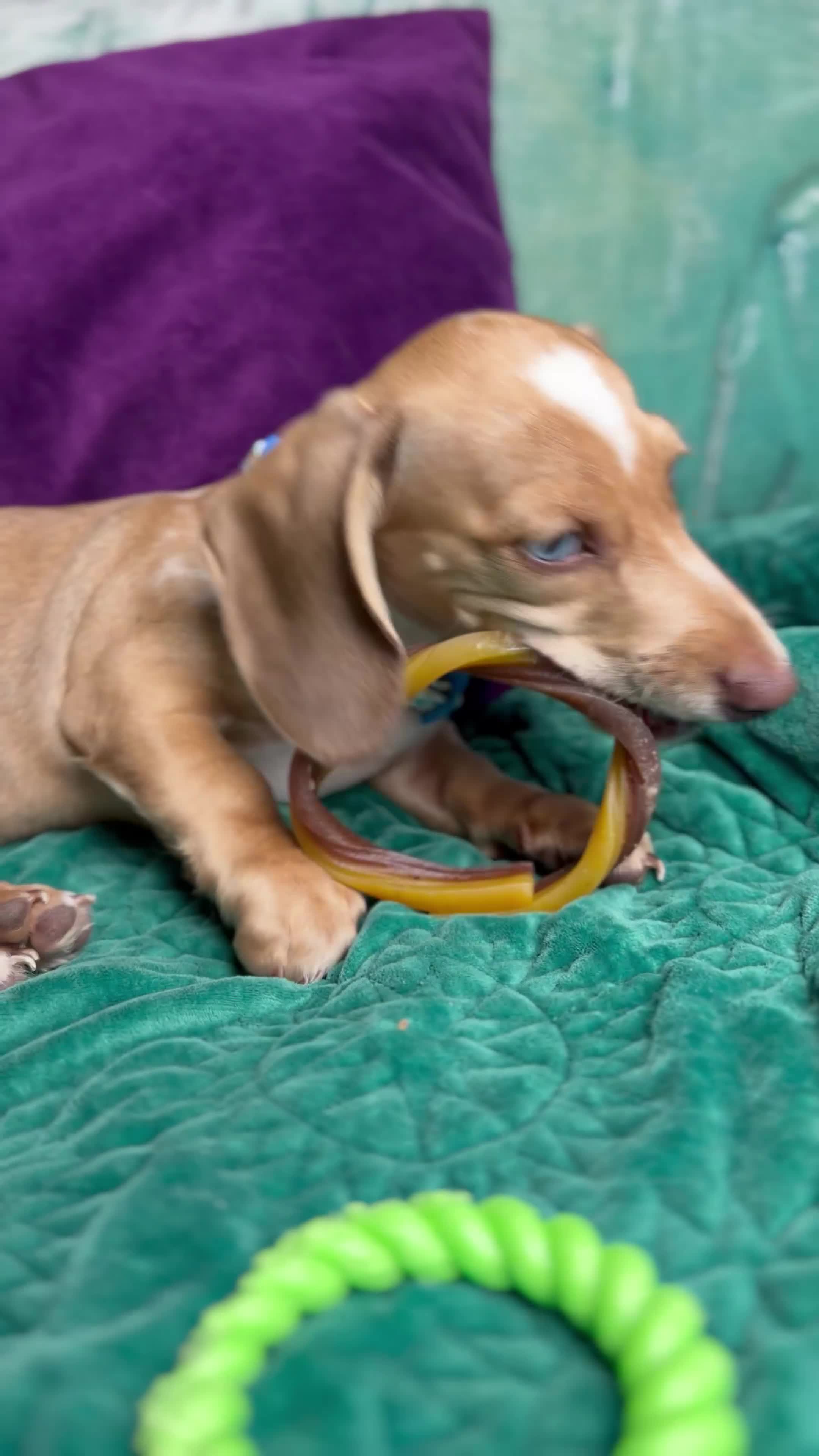 Miniature Dachshund dogs for sale: Willy  - Video 1
