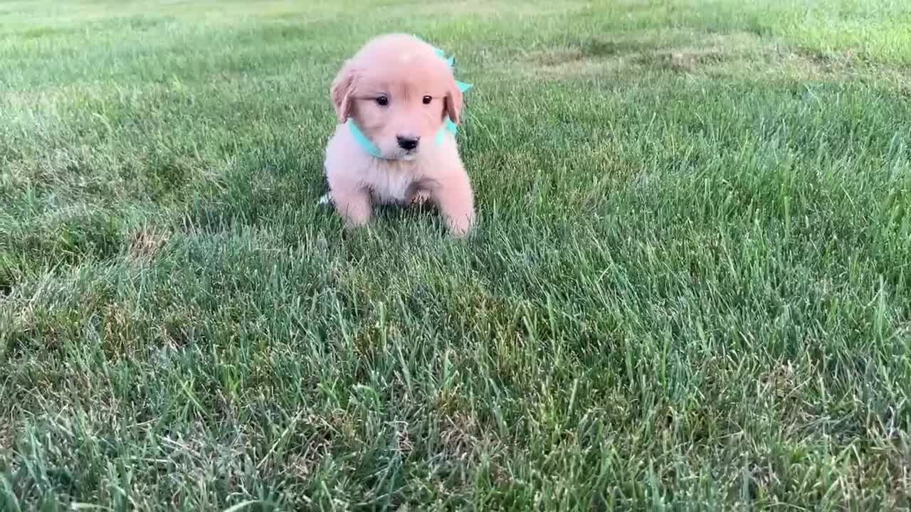 Golden Retriever dogs for sale: AKC Miss Sadie - Video 1