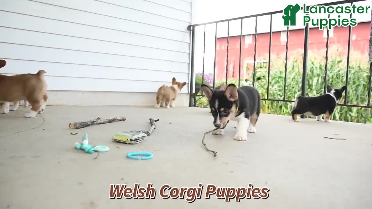Welsh Corgi Pembroke dogs for sale: Wiggles - Video 1