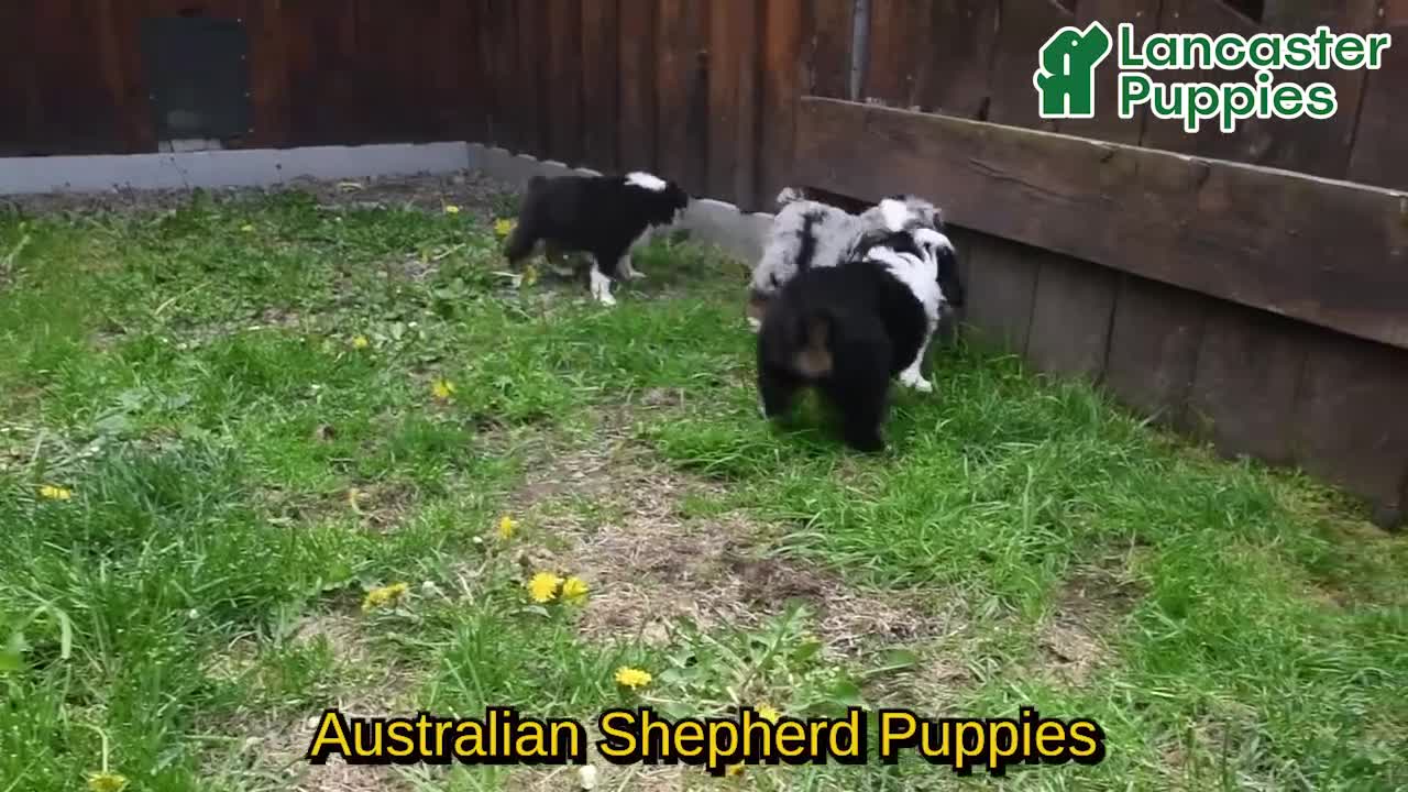 Australian Shepherd dogs for sale: Zeb   - Video 1