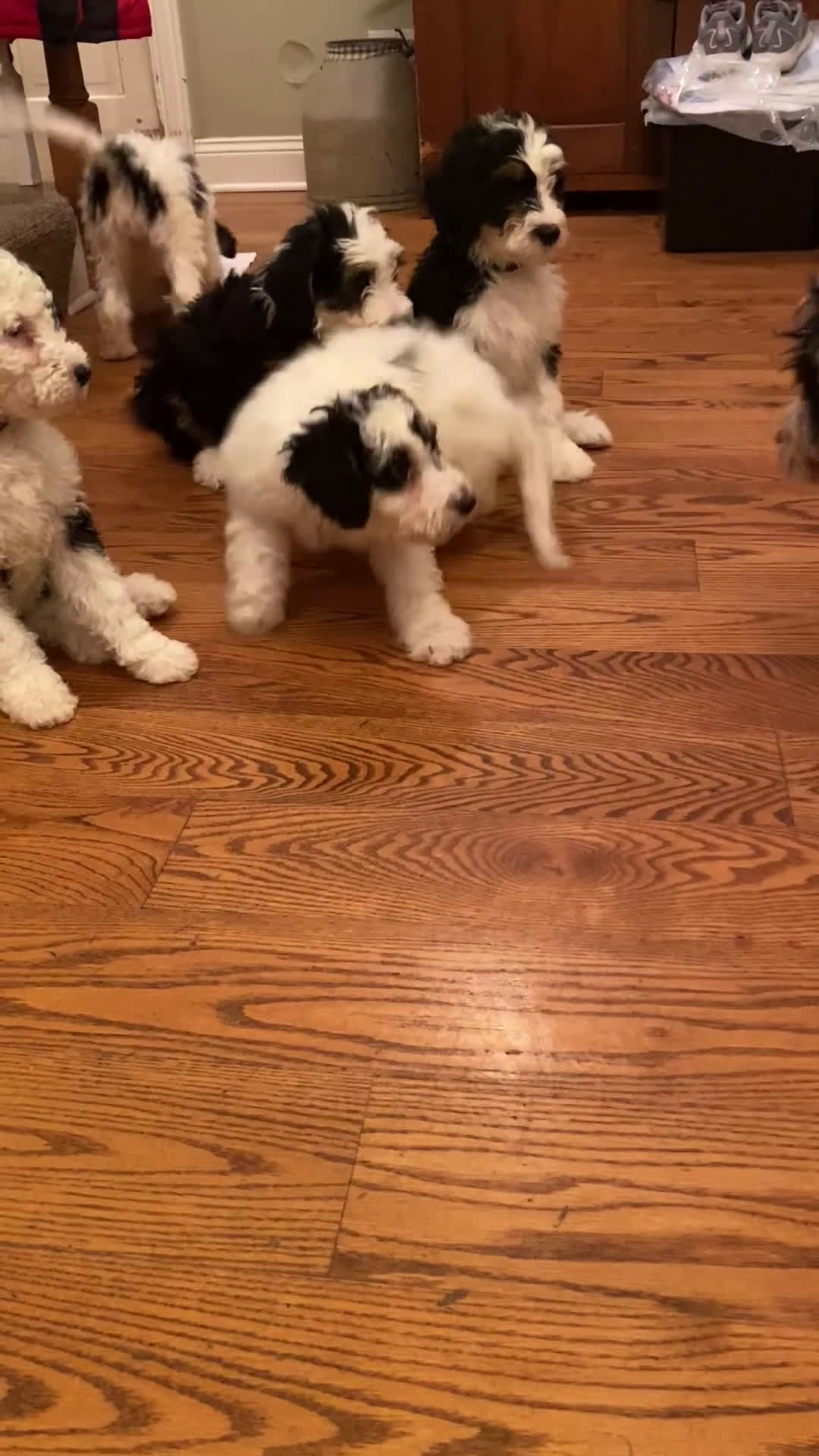 Mini Bernedoodle dogs for sale: Peppermint Patty - Video 1