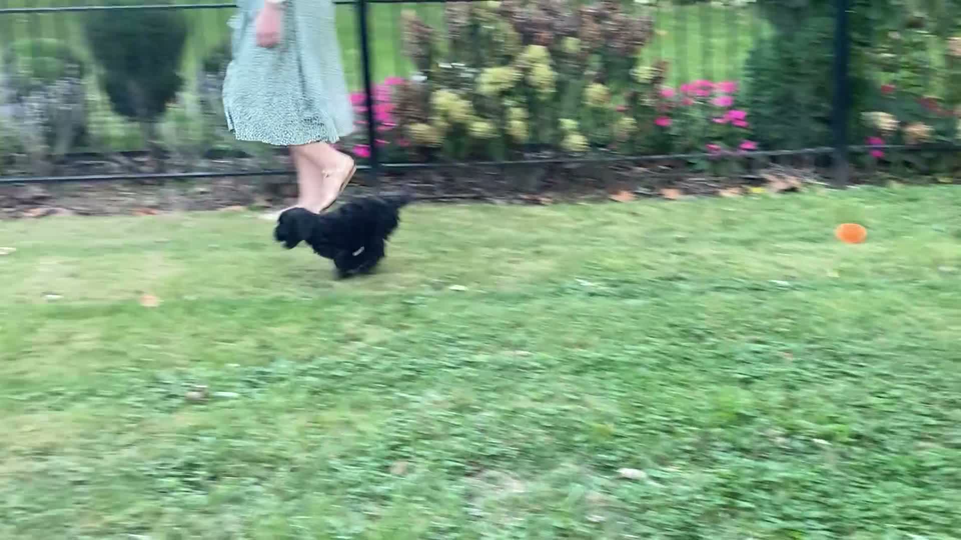Goldendoodle dogs for sale: Daisy - Video 2