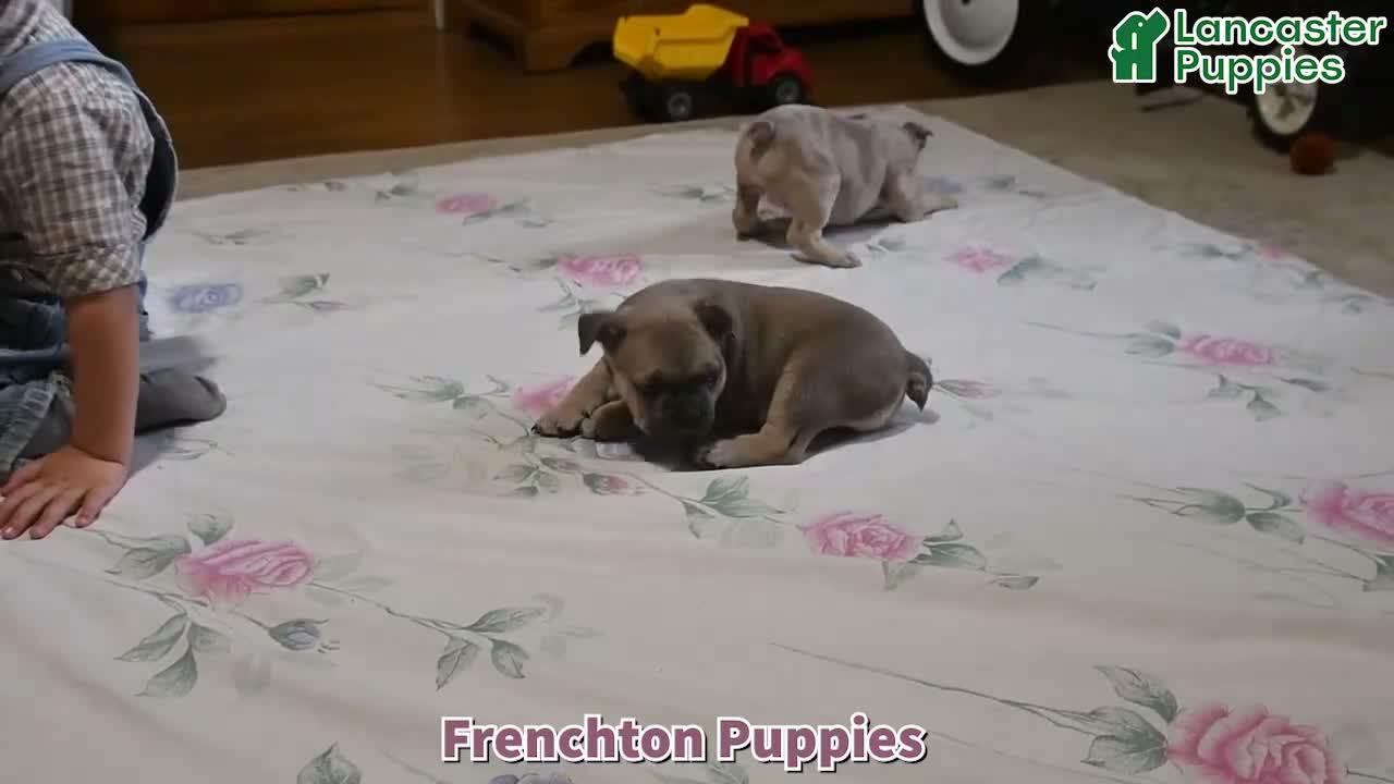 Frenchton dogs for sale: Poppy - Video 1