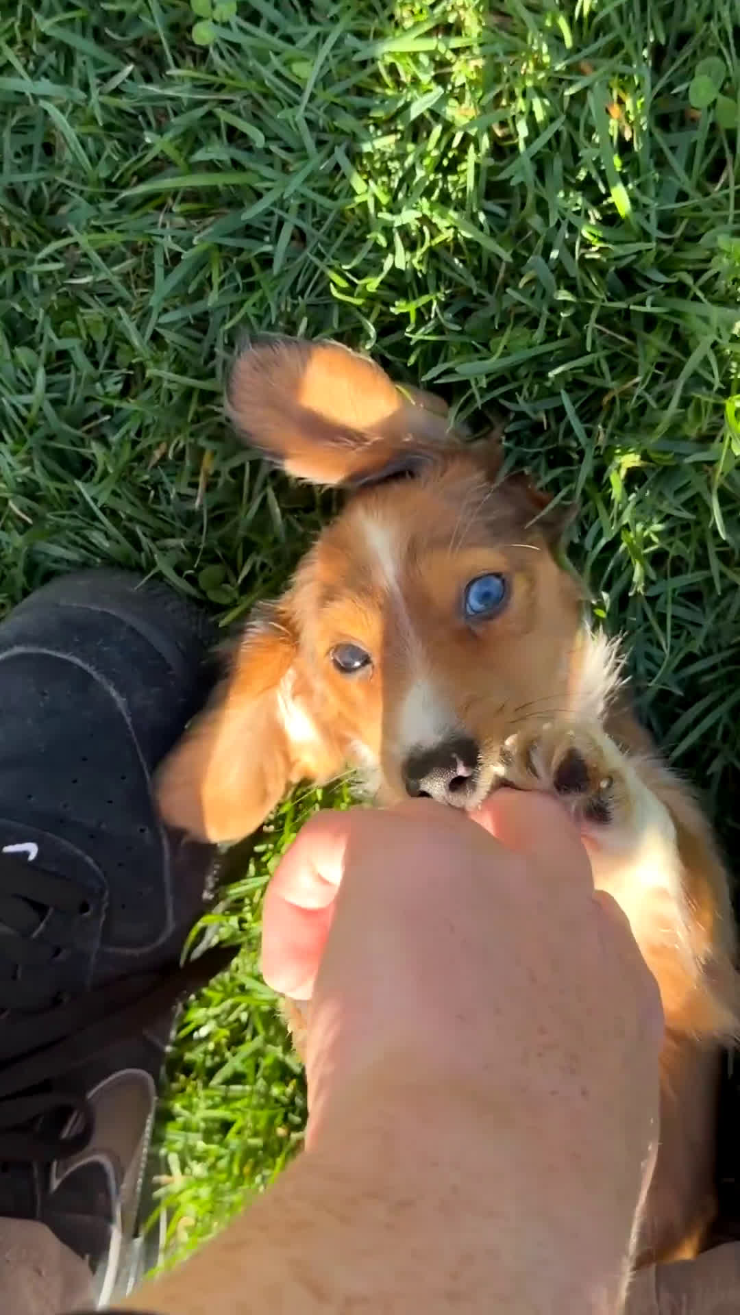 Dachshund dogs for sale: Dachshund Puppy 1 - Video 3