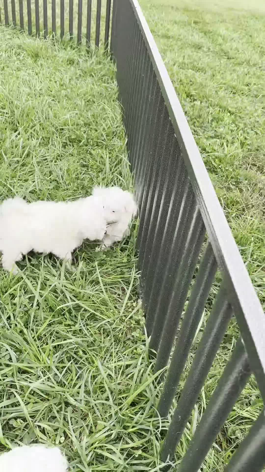 Maltipoo dogs for sale: Otis - Video 1