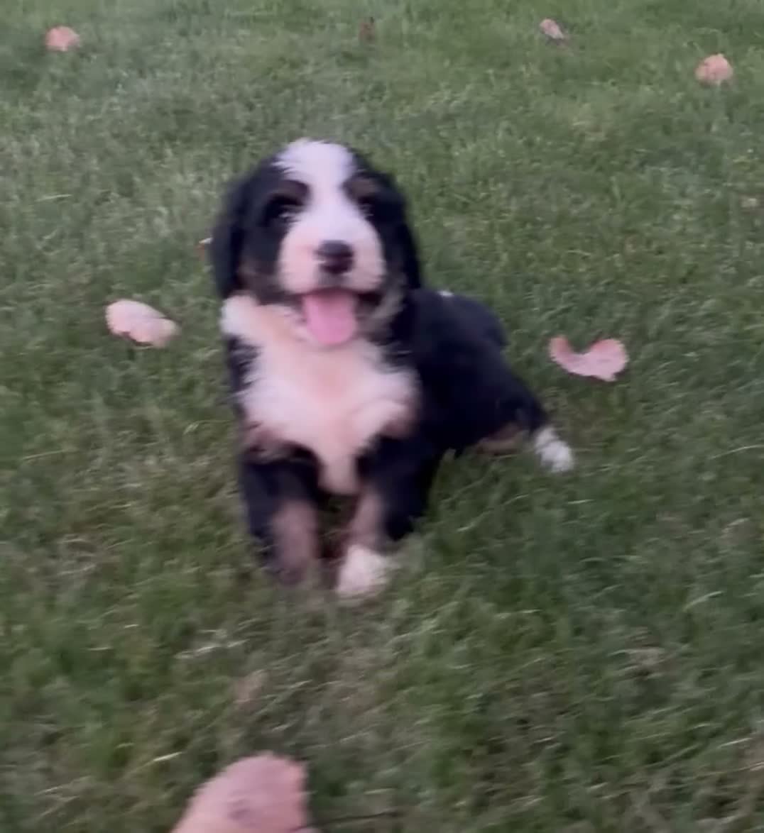 Bernedoodle dogs for sale: Belle - Video 1