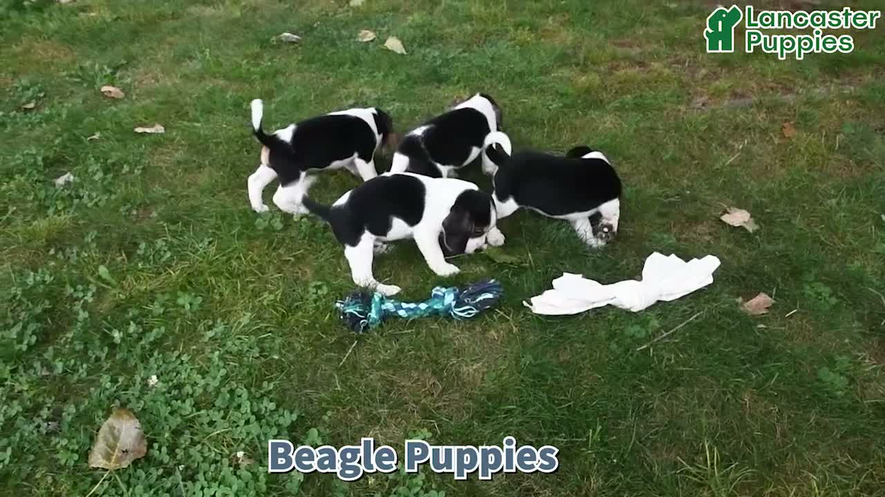 Beagle dogs for sale: Blitz - Video 1