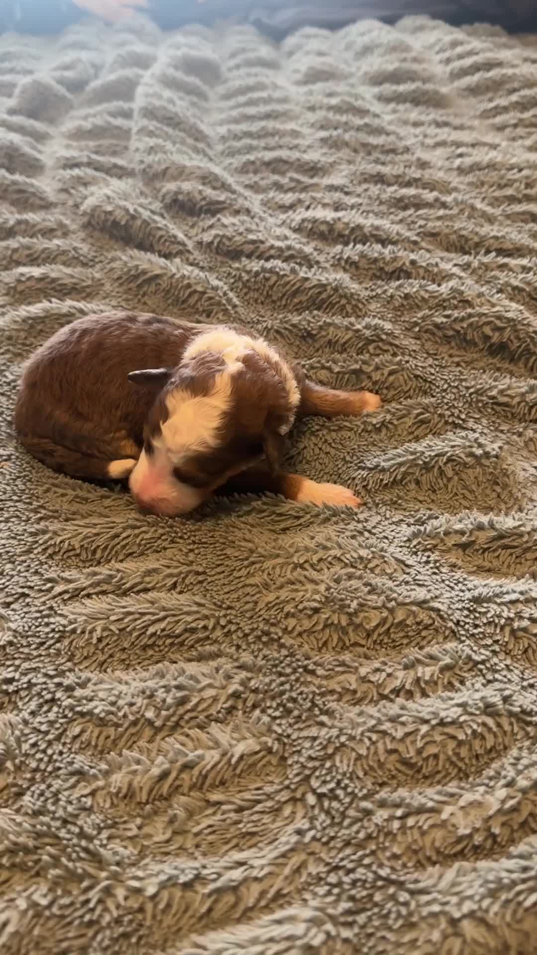 Bernedoodle dogs for sale: Moon - Video 1