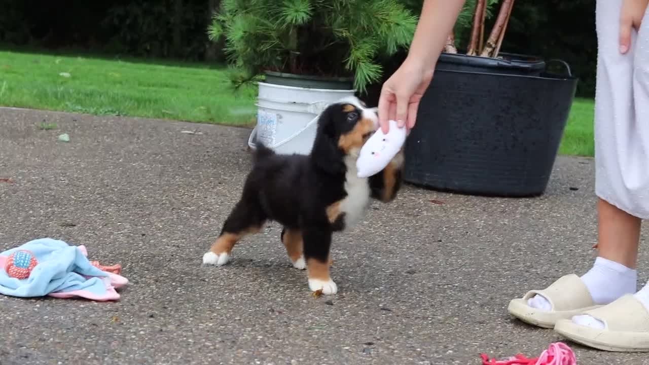 Bernese Mountain Dog dogs for sale: Charlotte - Video 1