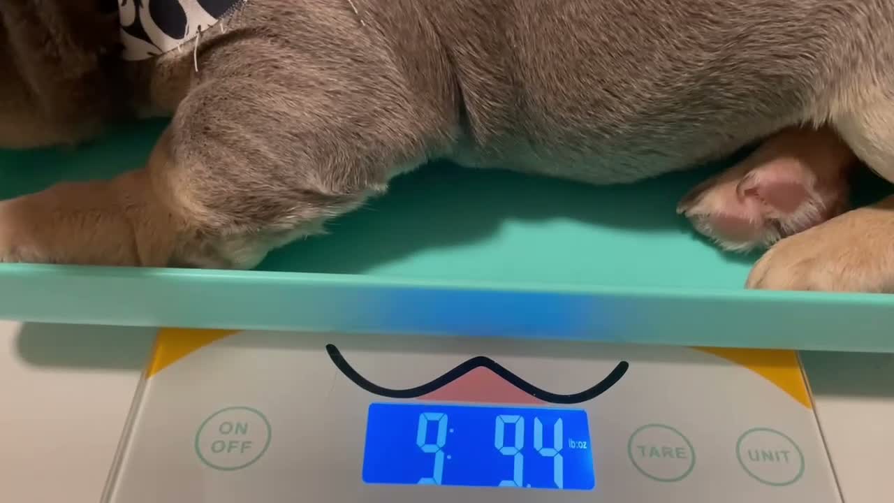 French Bulldog dogs for sale: Male 1 - Video 1