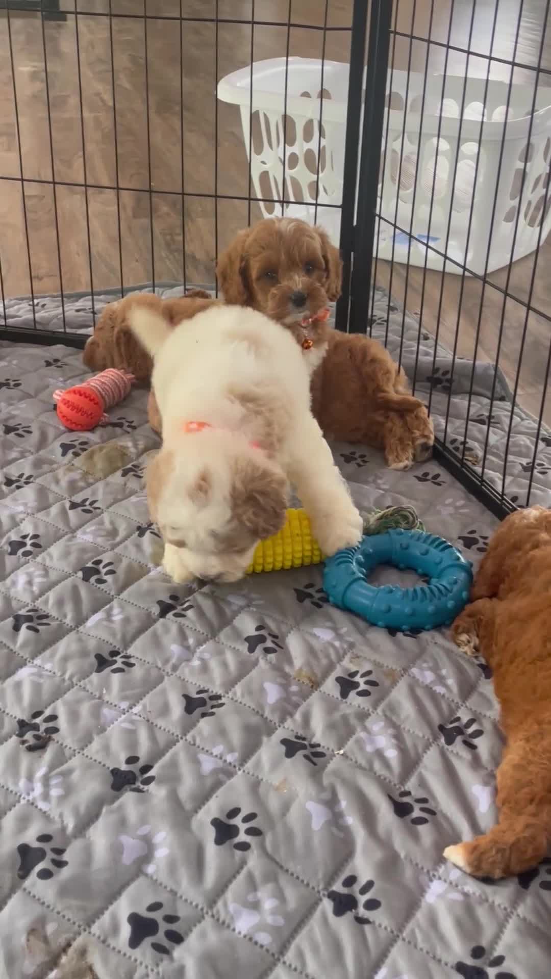 Mini Goldendoodle dogs for sale: Mr. Lenny - Video 1