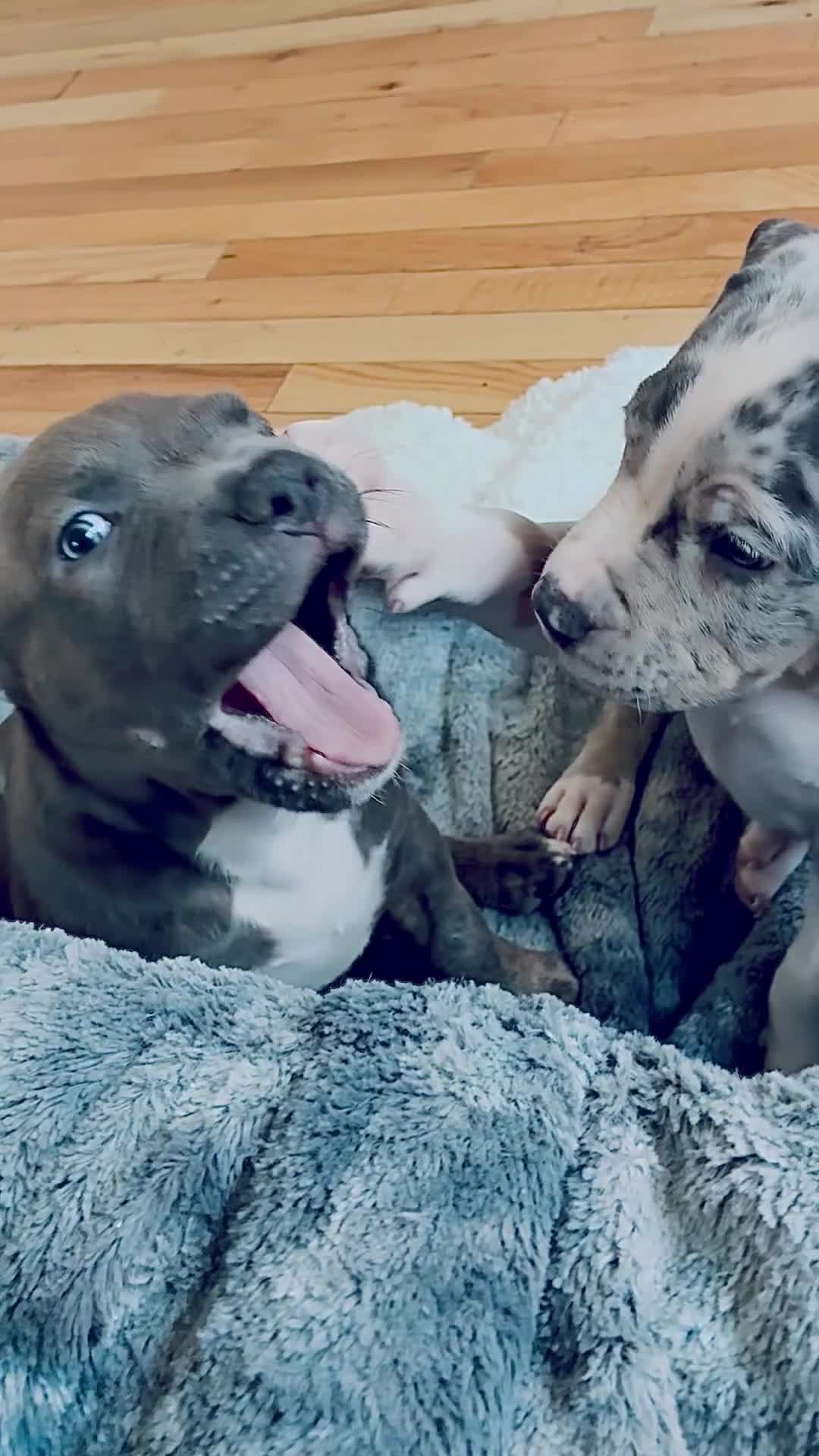 American Bully dogs for sale: American Bully (Male#1) - Video 2
