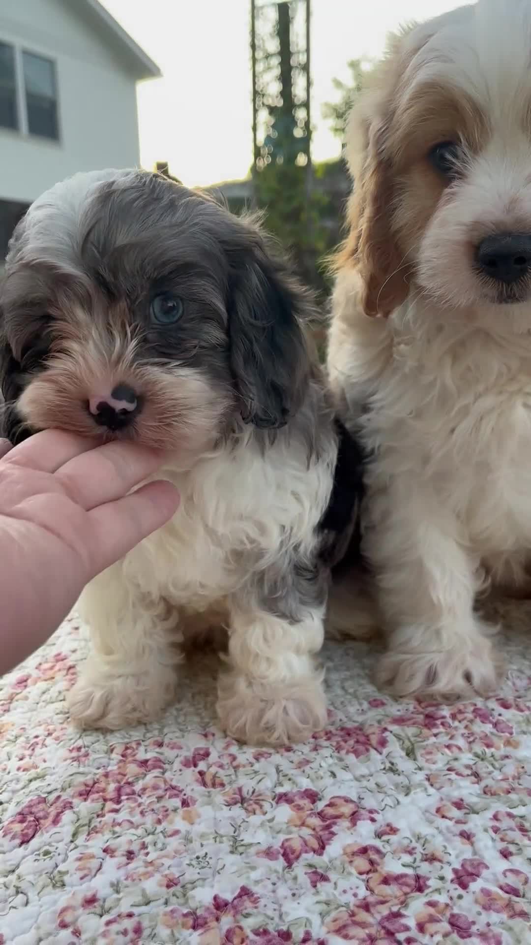 Cavapoo dogs for sale: Quincey - Video 2