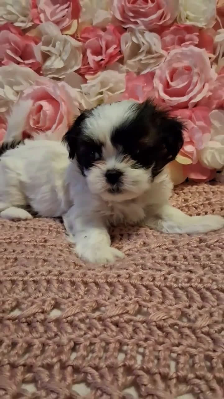 Shih Tzu dogs for sale: Bandit  - Video 1
