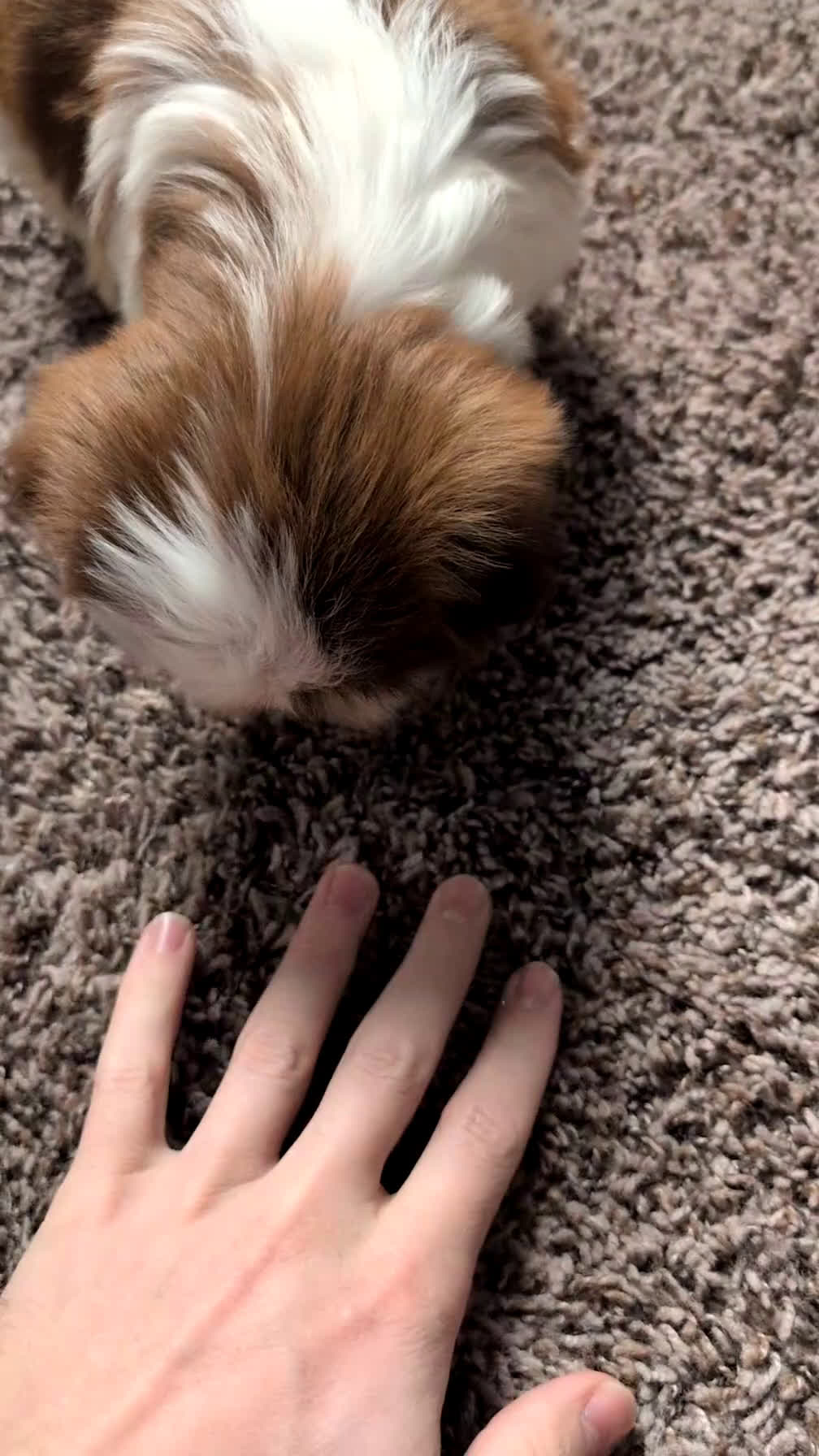 Shih Tzu dogs for sale: Cooper - Video 1