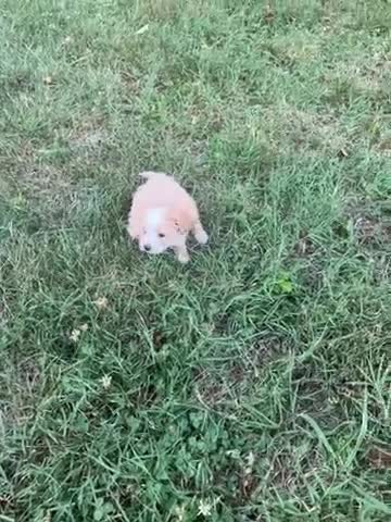Maltipoo dogs for sale: Maltipoo 4 - Video 1