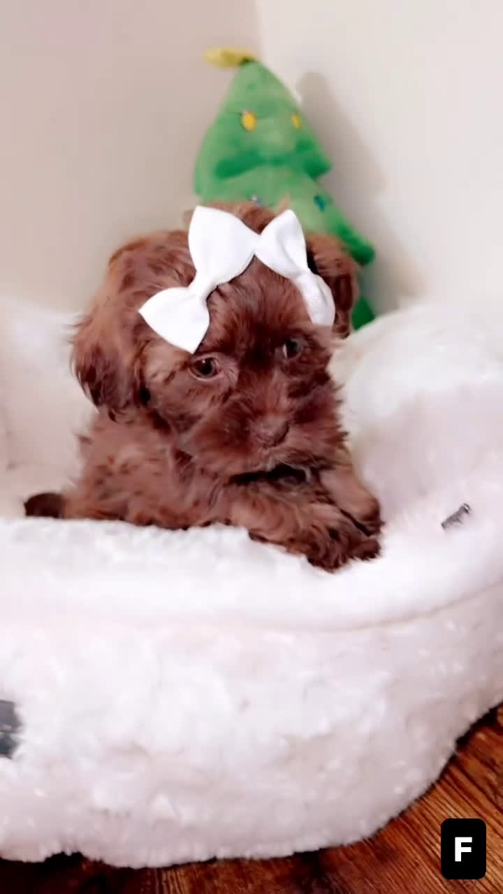 Shihpoo dogs for sale: Remi - Video 2