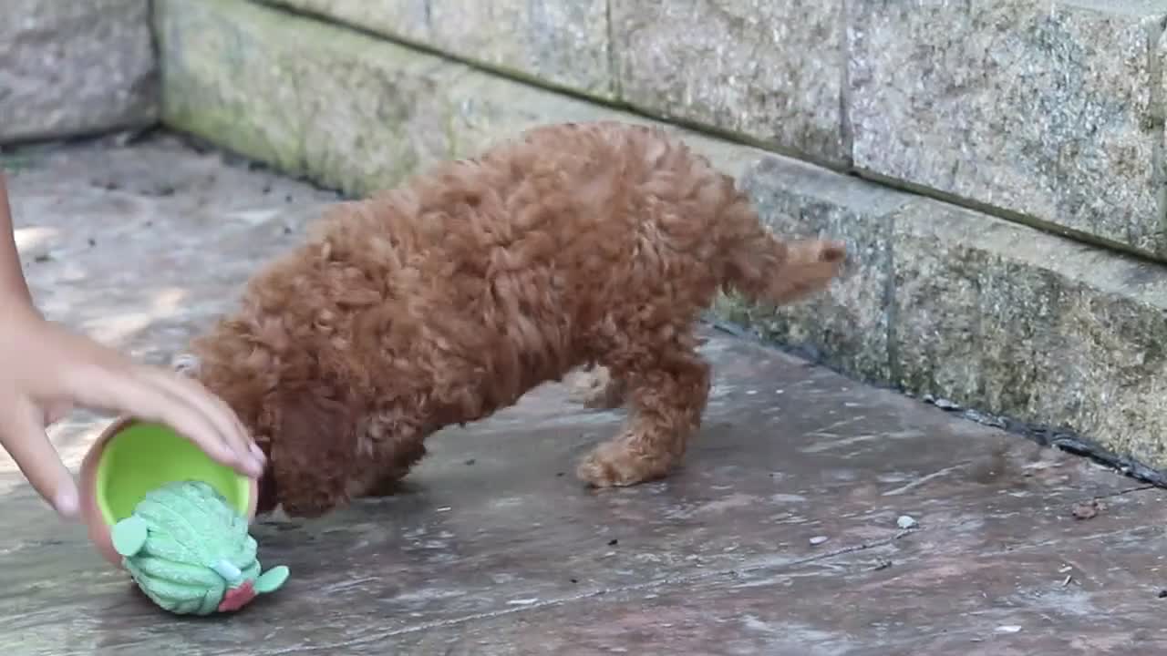 Cavapoo dogs for sale: Connor - Video 1