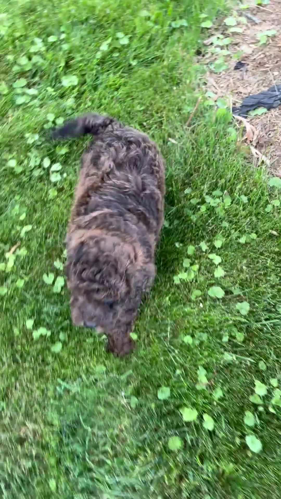 Mixed Breed dogs for sale: Noel - Video 1