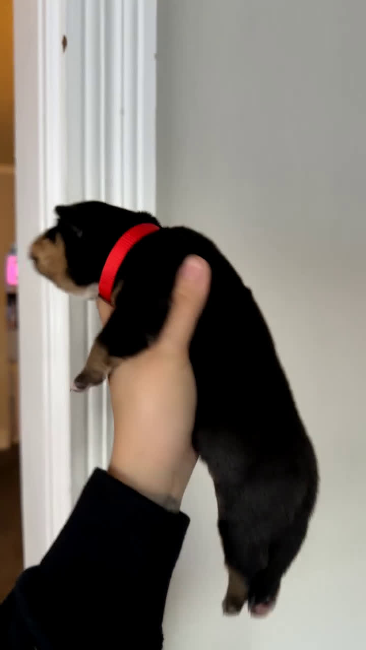 Mixed Breed dogs for sale: Ares - Video 1