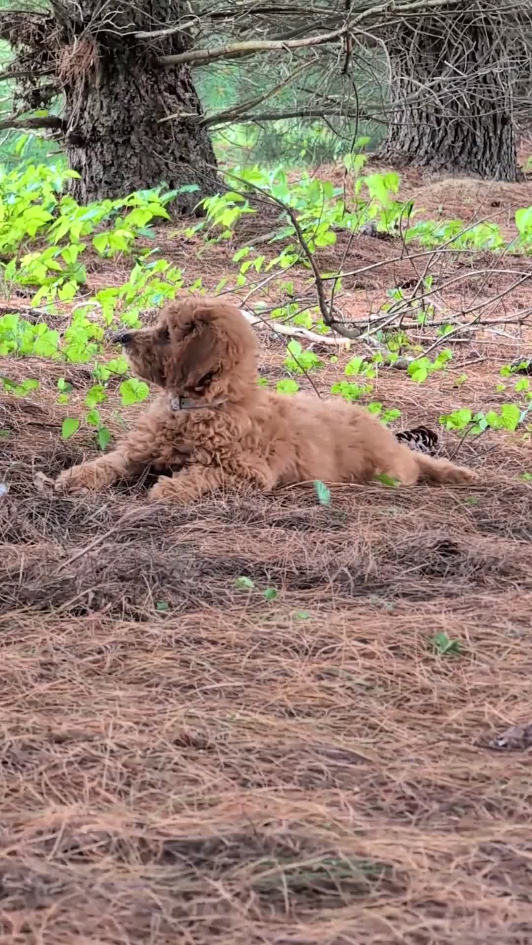 Mini Goldendoodle dogs for sale: Max  - Video 1
