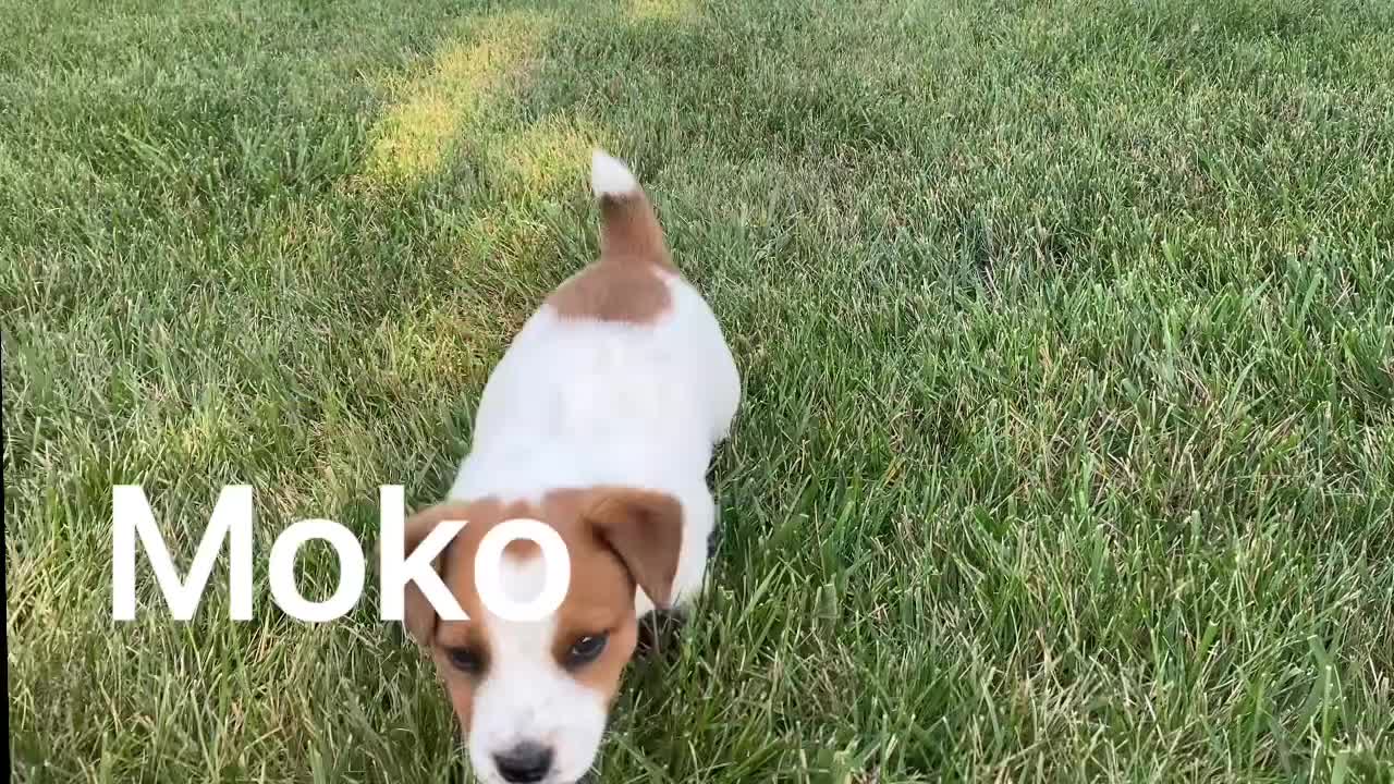Jack Russell Terrier dogs for sale: Moko - Video 1