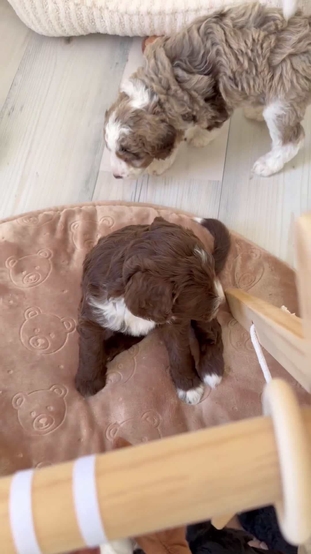 Bernedoodle dogs for sale: Praise  - Video 1