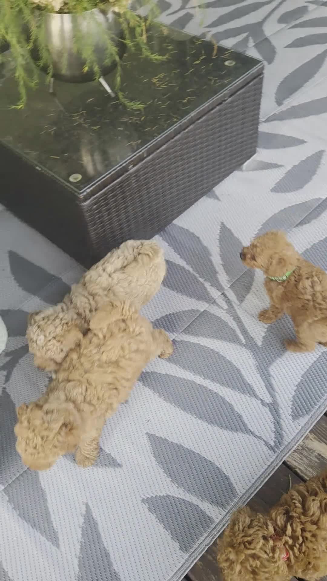 Mini Goldendoodle dogs for sale: Chase - Video 3