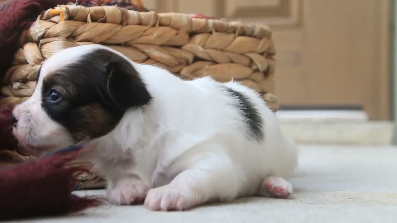 Papillon dogs for sale: Cosette Papillon  - Video 1