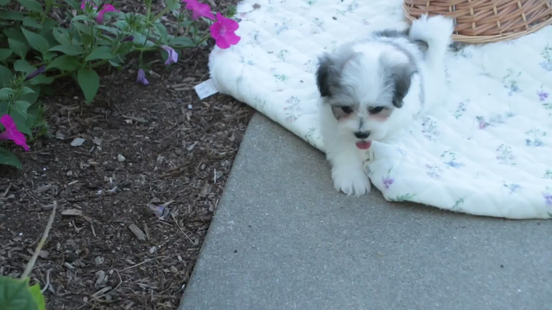 Havanese dogs for sale: Florence - Video 1