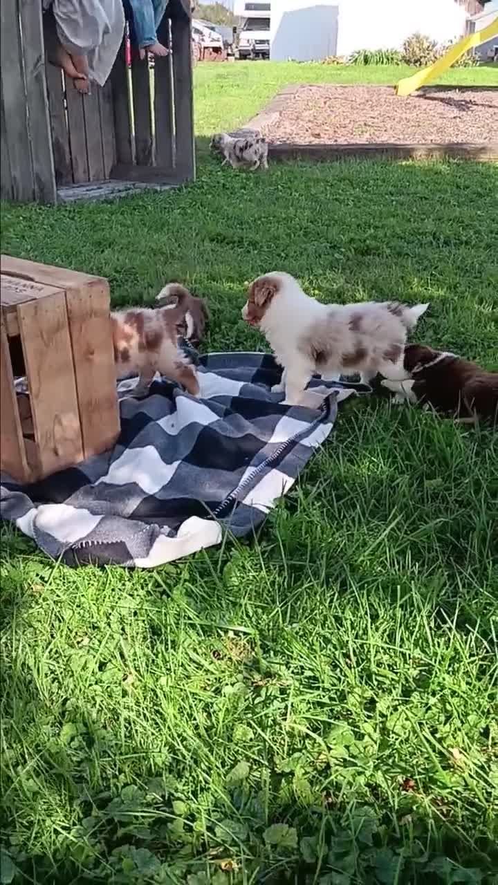 Australian Shepherd dogs for sale: Moat - Video 1