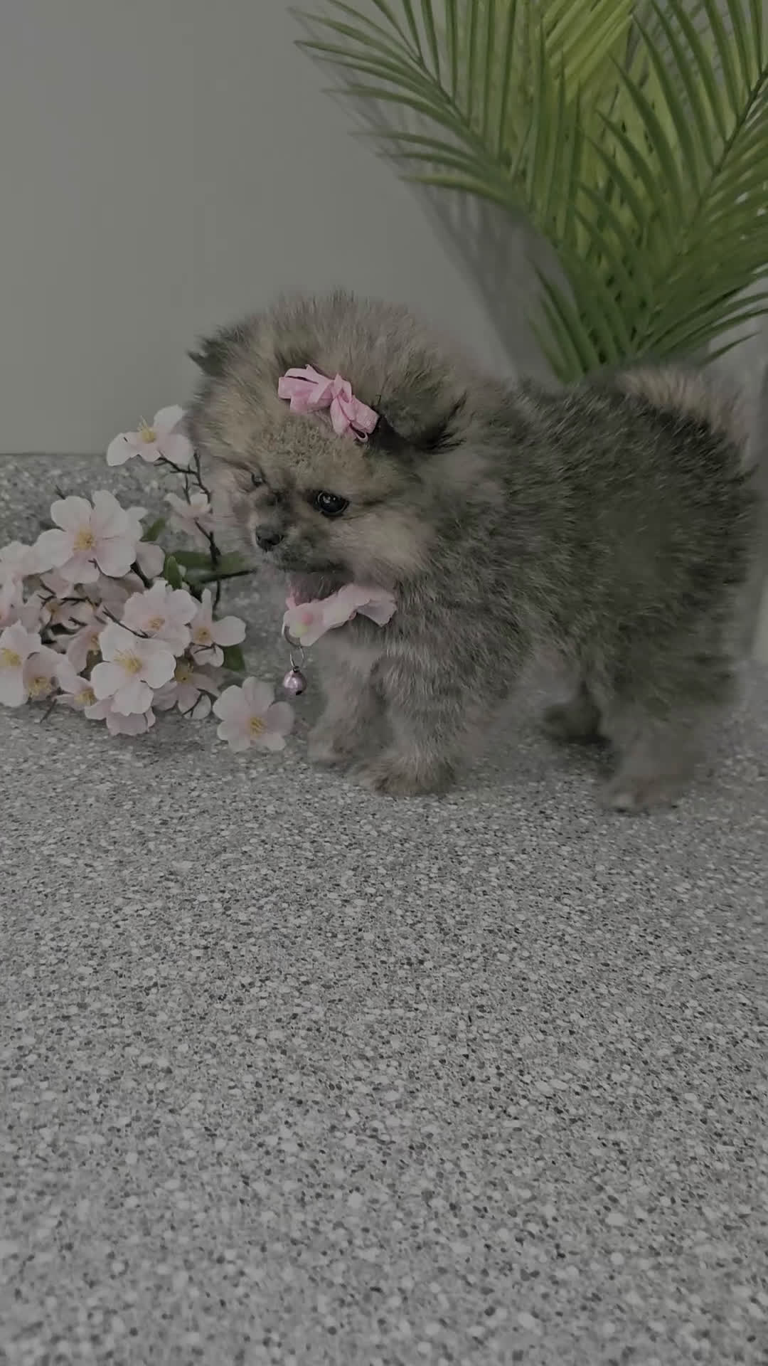 Pomeranian dogs for sale: Lil Lyra Jo - Video 1
