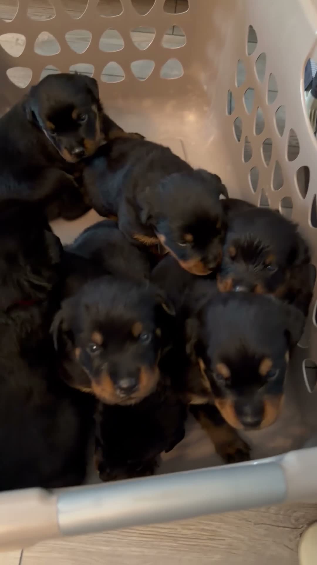 Rottweiler dogs for sale: Rottweiler 4 red collar - Video 1