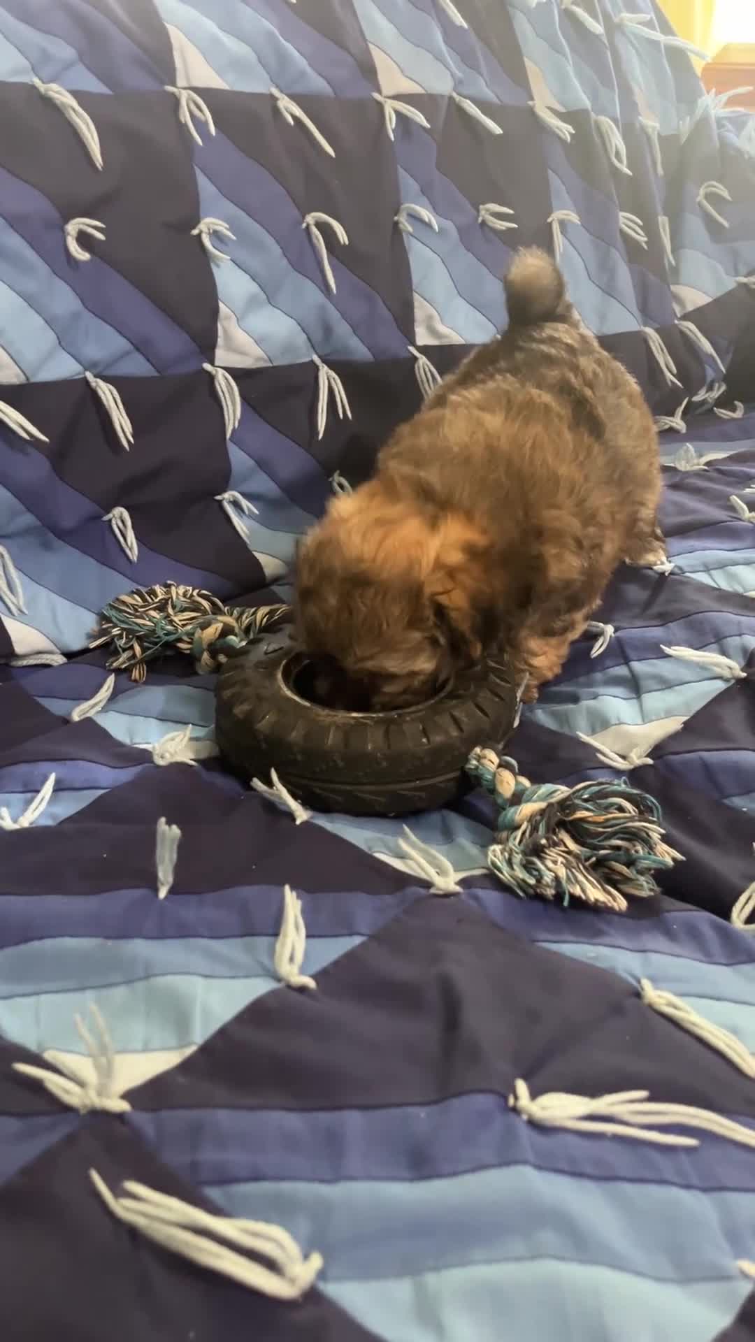 Havapoo dogs for sale: Captain - Video 1